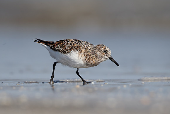 Sanderling