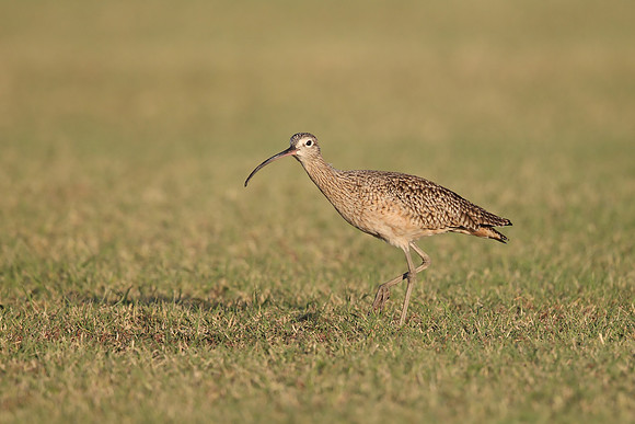 Long-billed Curlew