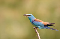 Roller