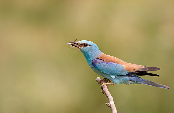 Roller