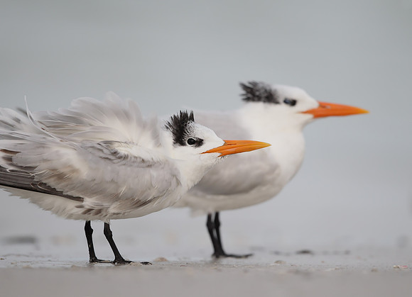 Royal Tern