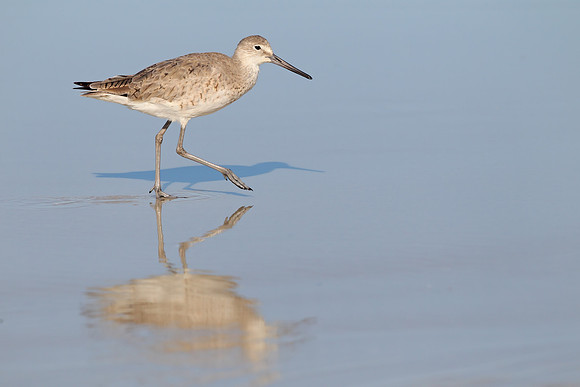 ​Willet