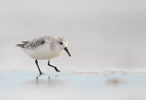 Sanderling