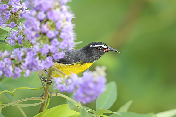 Bananaquit