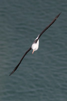 Black-browed albatross