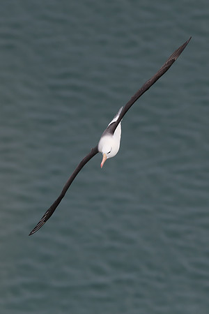 Black-browed albatross