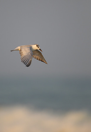 Whiskered Tern