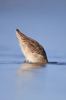 Short-billed Dowitcher