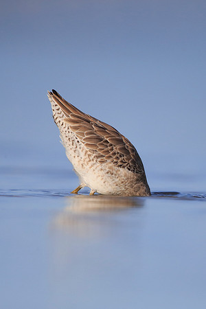 Short-billed Dowitcher