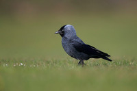 Jackdaw