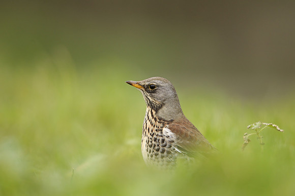 Fieldfare