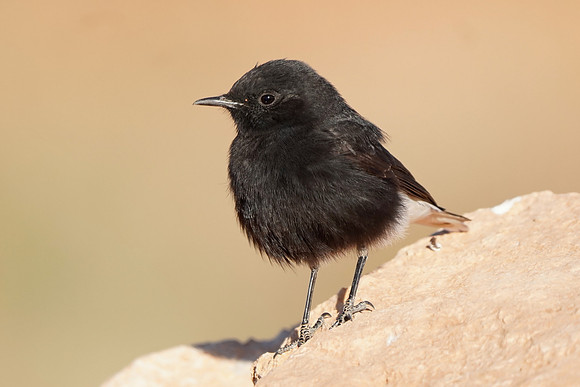 Black Wheatear