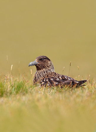 Great Skua