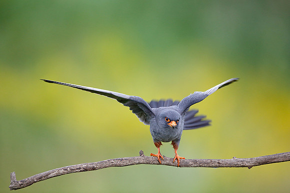 Red-footed Falcon