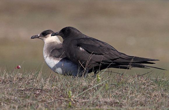 Arctic Skua