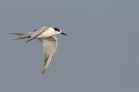 White-cheeked Tern