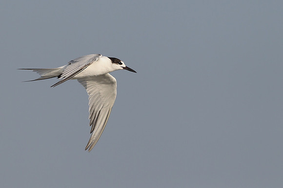 White-cheeked Tern