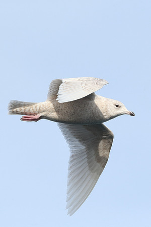 Iceland Gull