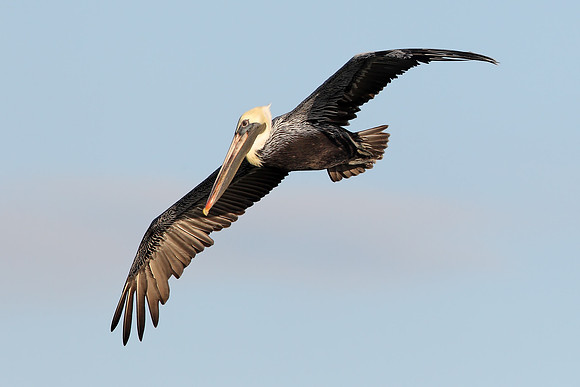 ​Brown Pelican