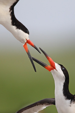 Black Skimmer