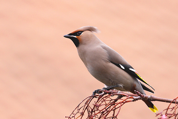 Waxwing