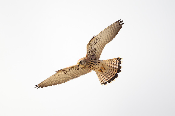 Lesser Kestrel