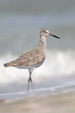 Willet