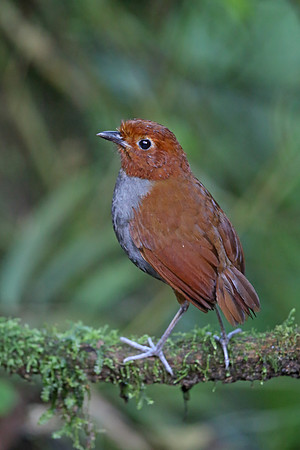 Bicoloured Antpitta