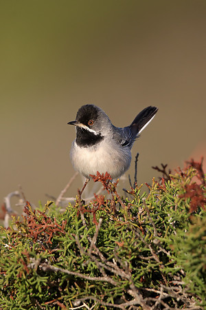 Ruppell's Warbler