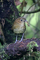 Brown-banded Antpitta