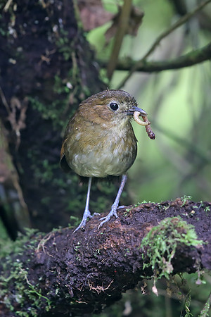 Brown-banded Antpitta