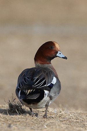 Wigeon