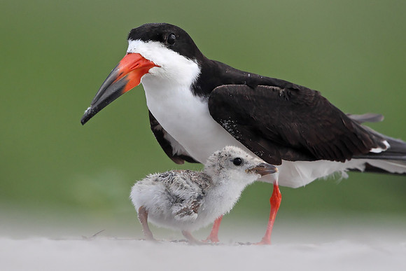 Black Skimmer