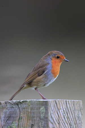 Robin