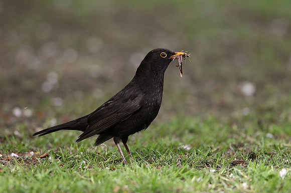 Blackbird