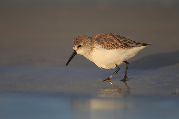 Western Sandpiper