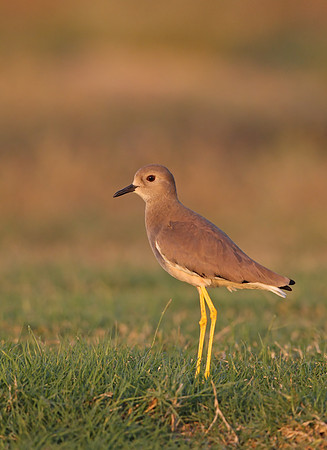 White-tailed Plover