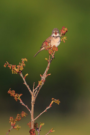 Whitethroat