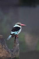 Kingfishers