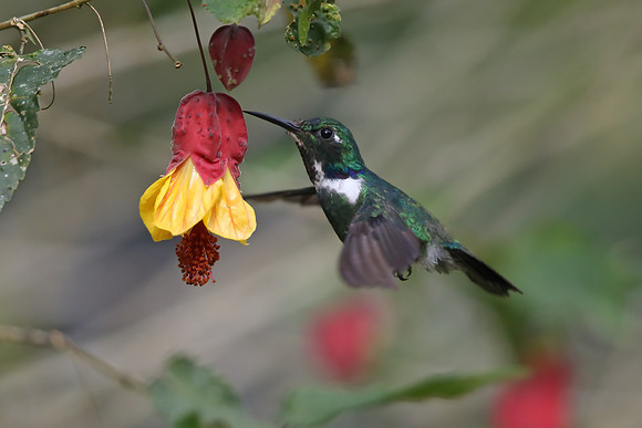 White-throated Daggerbill