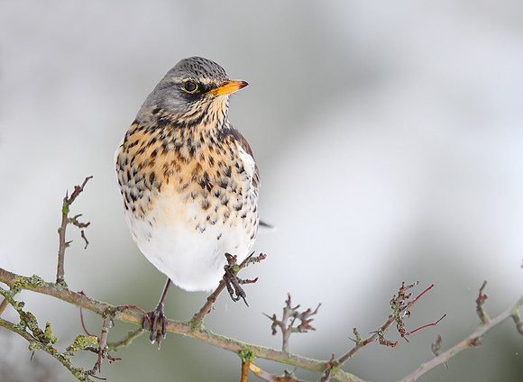 Fieldfare