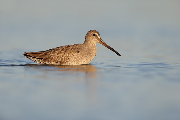 Short-billed Dowitcher