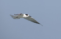 White-cheeked Tern