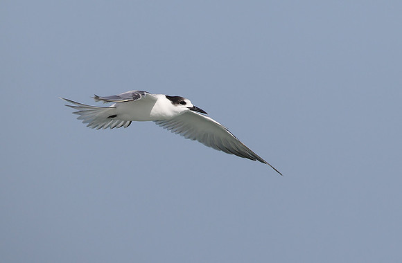 White-cheeked Tern