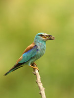 Roller