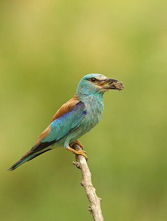Roller