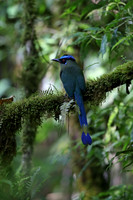 Andean Motmot
