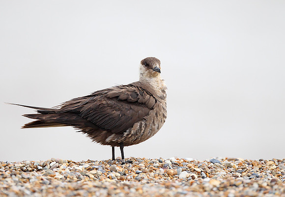 Arctic Skua