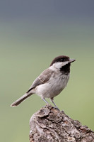 Sombre Tit