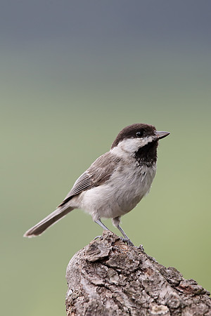 Sombre Tit